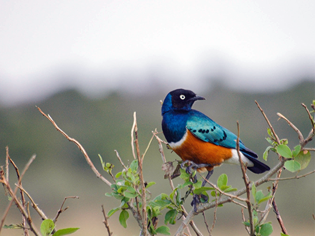 Superb Starling by Johnny Wilson